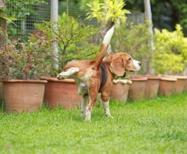 Stop neighbor's dog from peeing in your yard