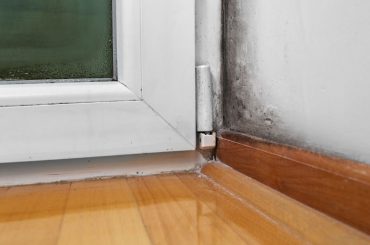 What are the types of household mold.