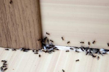 What causes ants in the house and how to get rid of them.