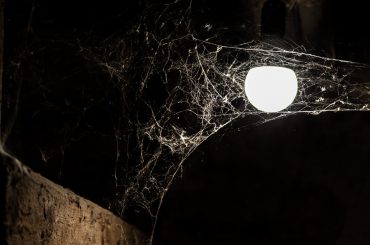 How to get rid of spiders from your basement.