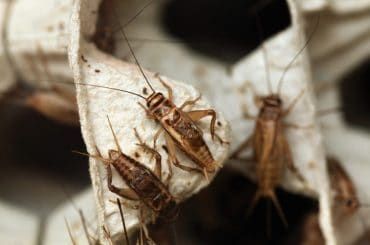 Get rid of cricket noise at night with these easy methods.