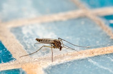 How to get rid of mosquitos in the house.