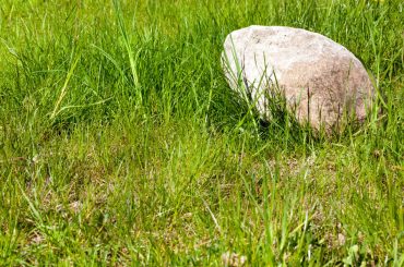 Getting rid of the rocks in the yard.