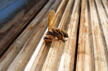 Dead wasp: Does killing a wasp attract more?